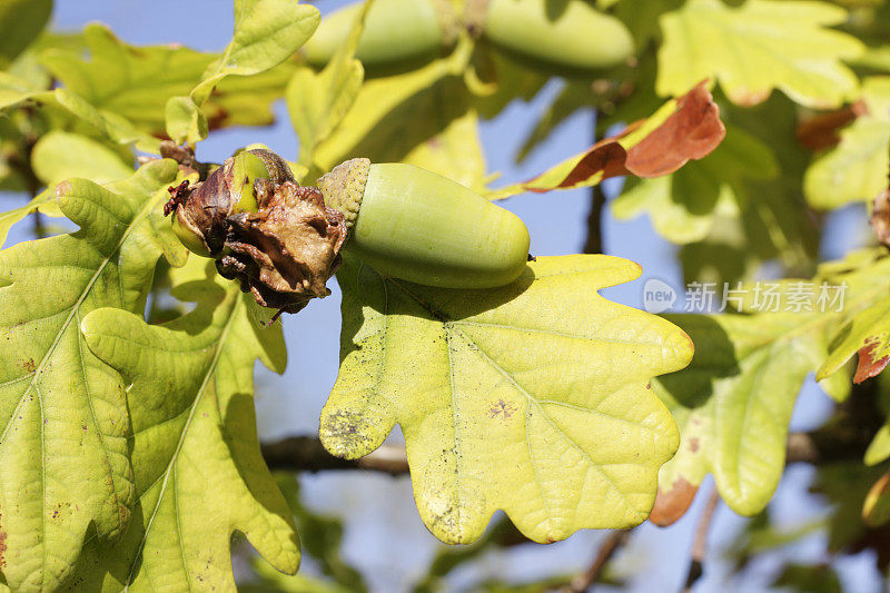 在有花序梗的橡树橡子上的Knopper gall